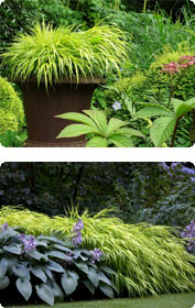 Achillea - Schafgabe