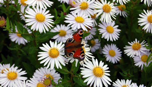 Kalimeris - Schönaster